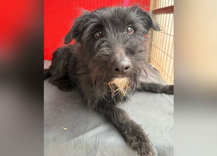 ❤️❤️❤️ kleiner Herzensbrecher BENDY - 2 Jahre, 40cm - Schnauzer-Mix