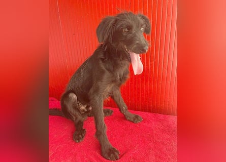 ❤️ kleiner Schnauzer-Mix PEDRO - 8 Monate, 40cm/10kg