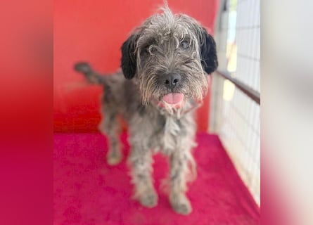 fröhlicher kleiner SNAKI - 2 Jahre, 40cm/10kg - Schnauzer-Mix