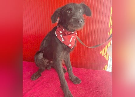 ❤️ kleiner Schnauzer-Mix PEDRO - 8 Monate, 40cm/10kg