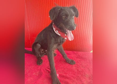 ❤️ kleiner Schnauzer-Mix PEDRO - 8 Monate, 40cm/10kg