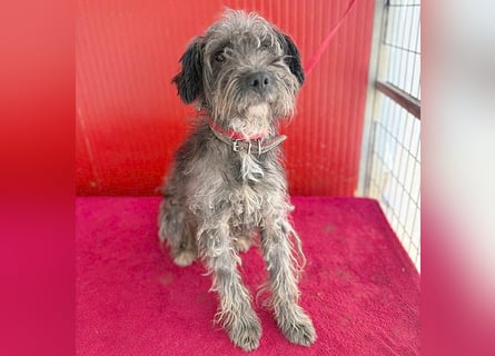 fröhlicher kleiner SNAKI - 2 Jahre, 40cm/10kg - Schnauzer-Mix