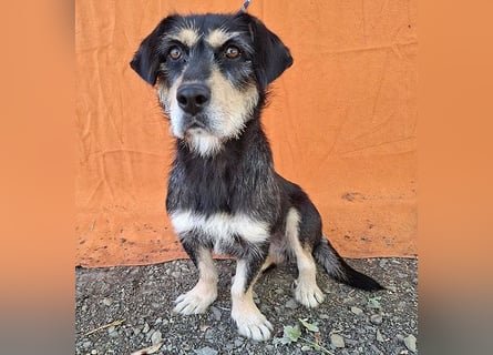 ❤️❤️❤️ PANNY - 3 Jahre, 36cm/13kg - Schnauzer-Dackel-Mix
