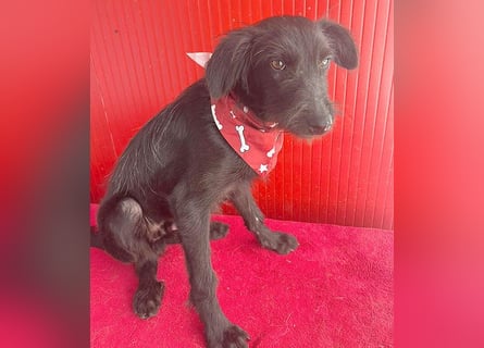 ❤️ kleiner Schnauzer-Mix PEDRO - 8 Monate, 40cm/10kg