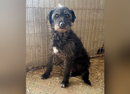 ❤️❤️❤️ treue Hundeseele OLIVIA - 3 Jahre, 40cm/10kg - Schnauzer-Mix