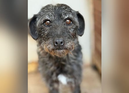 ❤️❤️❤️ treue Hundeseele OLIVIA - 3 Jahre, 40cm/10kg - Schnauzer-Mix