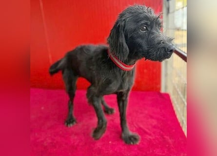 Sonnenschein MIKO - 6 Jahre, 40cm/10kg - Schnauzer-Mix