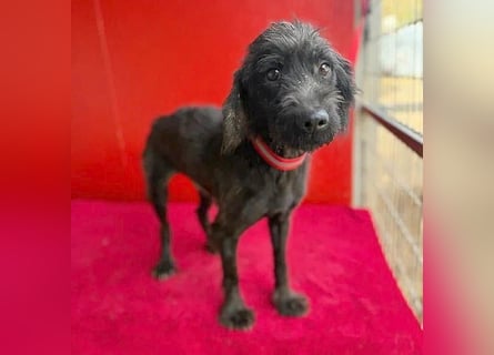 Sonnenschein MIKO - 6 Jahre, 40cm/10kg - Schnauzer-Mix