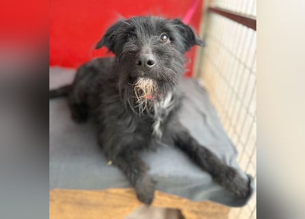 ❤️❤️❤️ kleiner Herzensbrecher BENDY - 2 Jahre, 40cm - Schnauzer-Mix