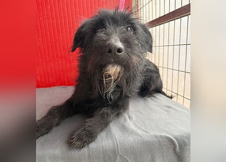 ❤️❤️❤️ kleiner Herzensbrecher BENDY - 2 Jahre, 40cm - Schnauzer-Mix