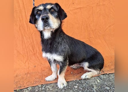 ❤️❤️❤️ PANNY - 3 Jahre, 36cm/13kg - Schnauzer-Dackel-Mix