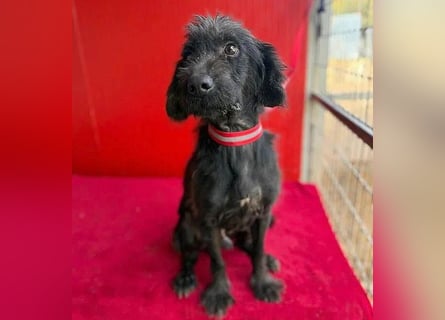 Sonnenschein MIKO - 6 Jahre, 40cm/10kg - Schnauzer-Mix