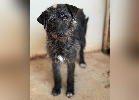 ❤️❤️❤️ treue Hundeseele OLIVIA - 3 Jahre, 40cm/10kg - Schnauzer-Mix