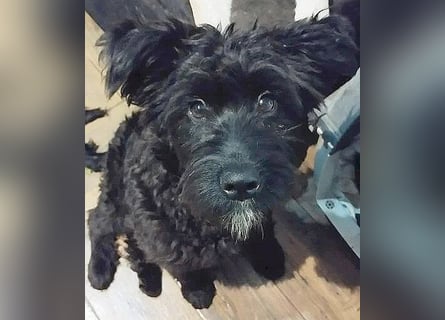 unkomplizierter kleiner ARTUR - 8 Monate, 40cm/13kg - Schnauzer-Mix