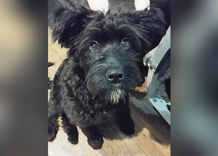 unkomplizierter kleiner ARTUR - 8 Monate, 40cm/13kg - Schnauzer-Mix