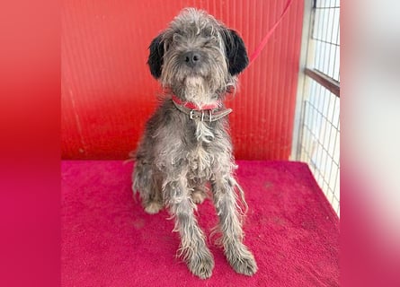 fröhlicher kleiner SNAKI - 2 Jahre, 40cm/10kg - Schnauzer-Mix