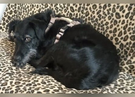 Feliciti - liebevoll und treu - Tierhilfe Franken e.V.