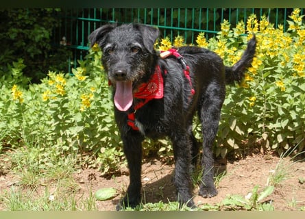 Feliciti - liebevoll und treu - Tierhilfe Franken e.V.