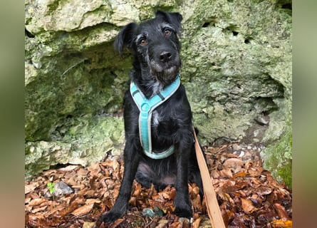 Feliciti - liebevoll und treu - Tierhilfe Franken e.V.