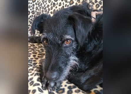 Feliciti - liebevoll und treu - Tierhilfe Franken e.V.