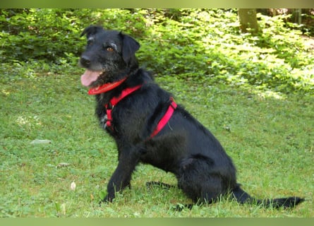 Feliciti - liebevoll und treu - Tierhilfe Franken e.V.