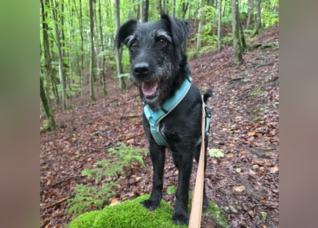 Feliciti - liebevoll und treu - Tierhilfe Franken e.V.