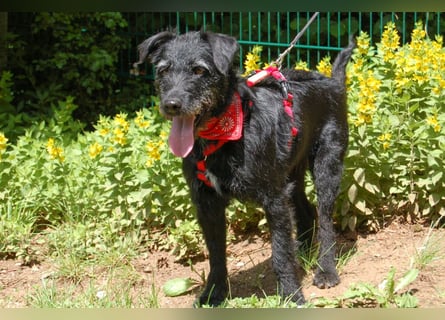 Feliciti - liebevoll und treu - Tierhilfe Franken e.V.