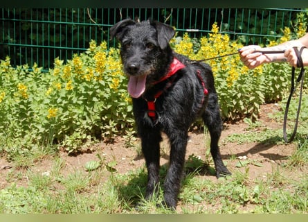 Feliciti - liebevoll und treu - Tierhilfe Franken e.V.