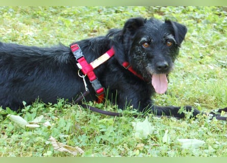 Feliciti - liebevoll und treu - Tierhilfe Franken e.V.