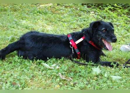 Feliciti - liebevoll und treu - Tierhilfe Franken e.V.