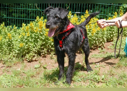 Feliciti - liebevoll und treu - Tierhilfe Franken e.V.