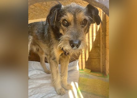 BERCI sucht ein großes Herz - 12,5 Jahre, 42cm/12kg - Schnauzer-Foxi-Mix