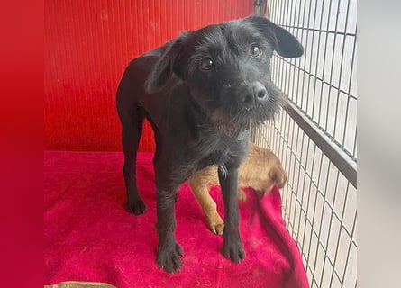 ❤️❤️❤️ süße Schnauzerine KIRA - 1 Jahr, 42cm/14kg