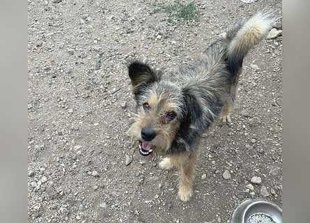 BERCI sucht ein großes Herz - 12,5 Jahre, 42cm/12kg - Schnauzer-Foxi-Mix