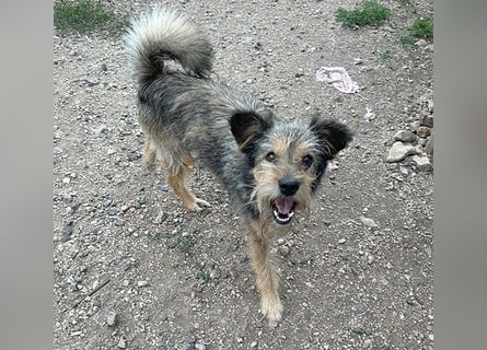 BERCI sucht ein großes Herz - 12,5 Jahre, 42cm/12kg - Schnauzer-Foxi-Mix