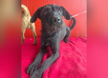 ❤️❤️❤️ süße Schnauzerine KIRA - 1 Jahr, 42cm/14kg