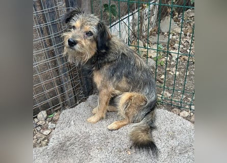 BERCI sucht ein großes Herz - 12,5 Jahre, 42cm/12kg - Schnauzer-Foxi-Mix