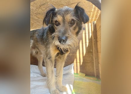 BERCI sucht ein großes Herz - 12,5 Jahre, 42cm/12kg - Schnauzer-Foxi-Mix