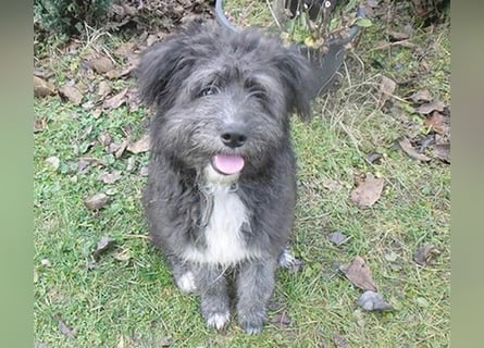 ❤️❤️❤️ kuschelige AMANI - 7 Monate, 45cm/später 48/50cm - Schnauzer-Pumi