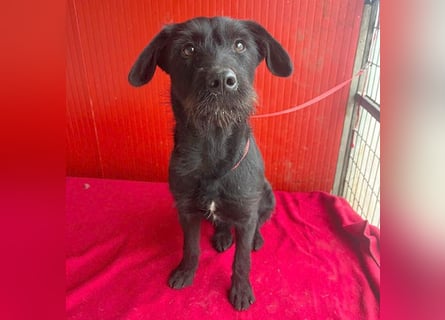 ❤️❤️❤️ süße Schnauzerine KIRA - 1 Jahr, 42cm/14kg