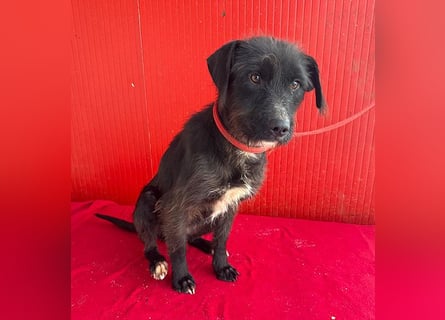 ❤️❤️❤️ zarte Hundeseele DARKA - 1,5 Jahre, 43cm - Schnauzer-Mix