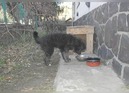 ❤️❤️❤️ kuschelige AMANI - 7 Monate, 45cm/später 48/50cm - Schnauzer-Pumi