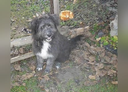 ❤️❤️❤️ kuschelige AMANI - 7 Monate, 45cm/später 48/50cm - Schnauzer-Pumi