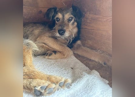 BERCI sucht ein großes Herz - 12,5 Jahre, 42cm/12kg - Schnauzer-Foxi-Mix