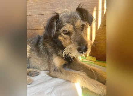 BERCI sucht ein großes Herz - 12,5 Jahre, 42cm/12kg - Schnauzer-Foxi-Mix