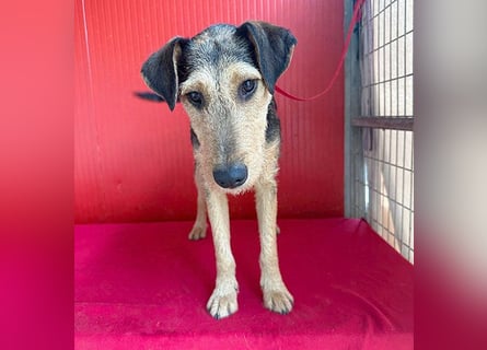 superlieber Lausbub BERRY - 7 Monate, 42cm/12kg - Schnauzer-Foxi-Mix