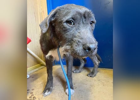 ❤️❤️❤️  liebebedürftige KEA - 6 Jahre, 46cm/17kg - Schnauzer-Mix