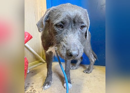 ❤️❤️❤️  liebebedürftige KEA - 6 Jahre, 46cm/17kg - Schnauzer-Mix