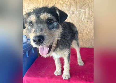 ❤️❤️❤️ lieber Schmusebär TWIX - 2,5 Jahre, 45cm/12kg - Schnauzer-Mischling
