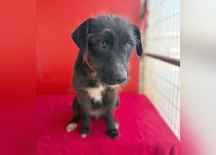 ❤️❤️❤️ zarte Hundeseele DARKA - 1,5 Jahre, 43cm - Schnauzer-Mix